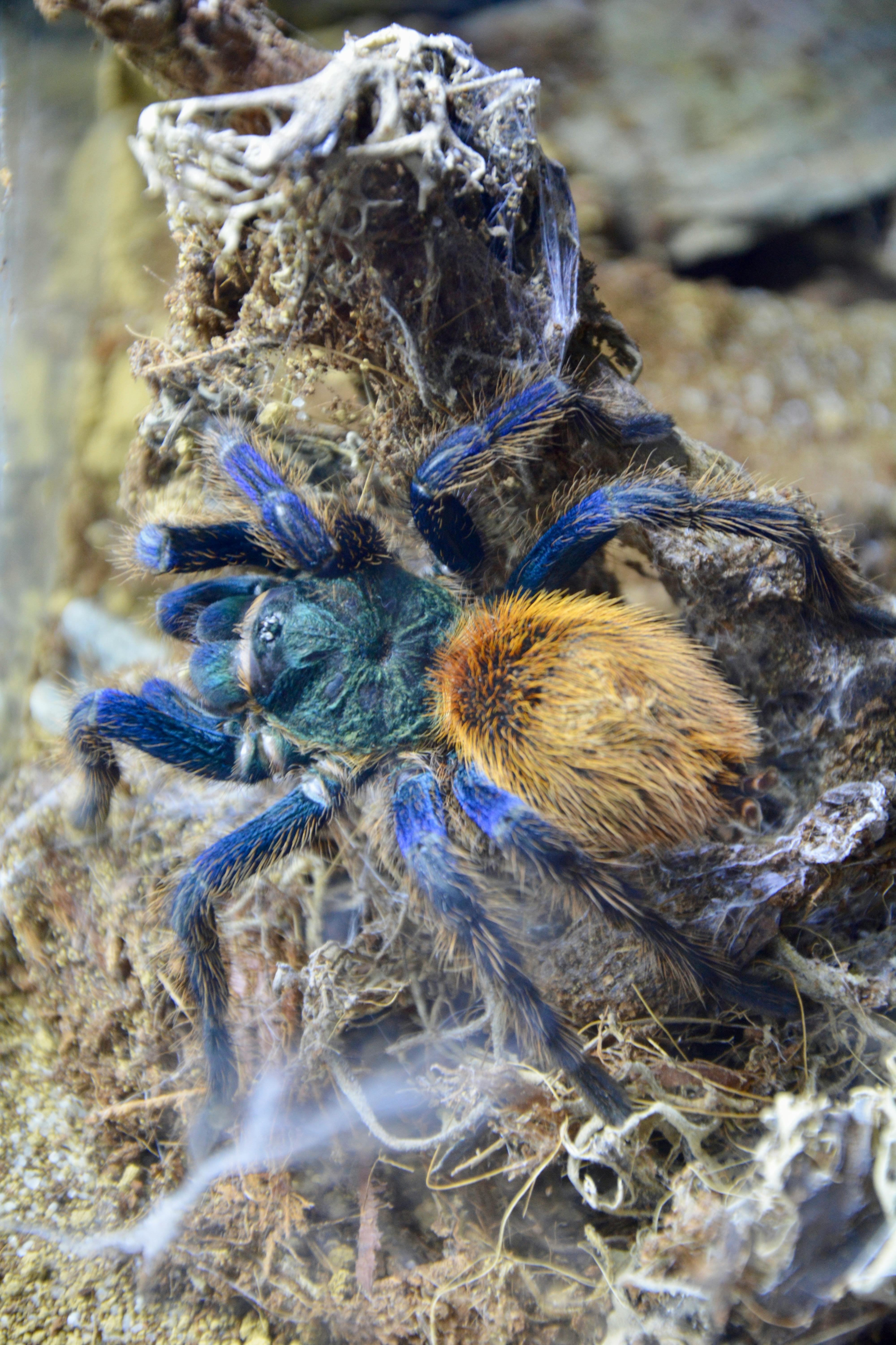 Avicularia Versicolor